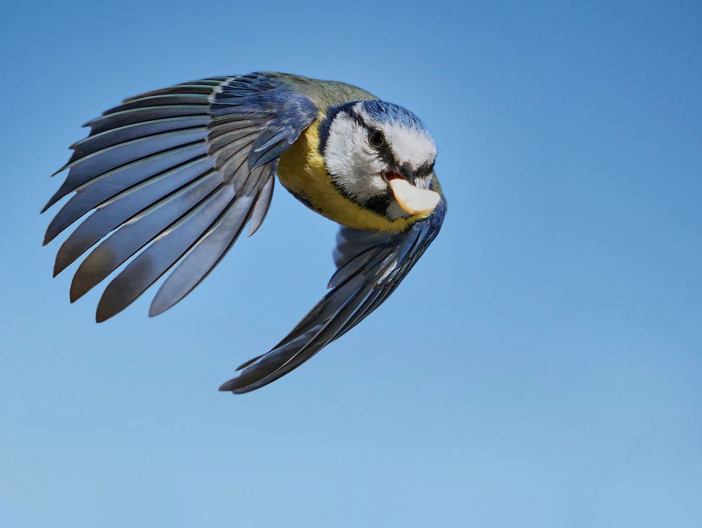 Eine Blaumeise Im Flug mit einer Nuß von Freitag Josef