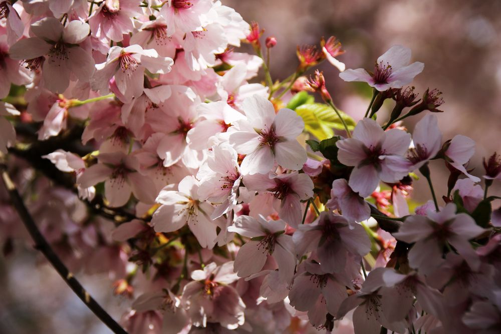 Japanische Kirschblüten von Sabine Schnur 