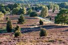 Blühende Heide von Thomas Kabisch 