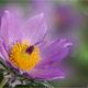 PULSATILLA