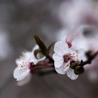 9569 Die Blüte einer Kirschpflaume im Wind