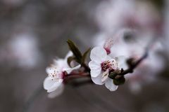 9569 Die Blüte einer Kirschpflaume im Wind