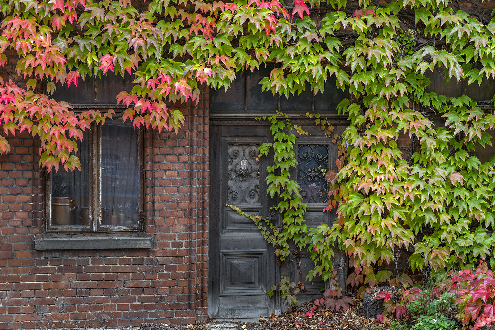 9576S Wohnhaus mit Weinpflanze zugewachsen 