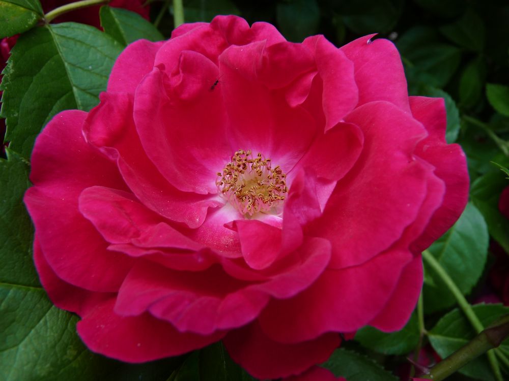 Red Rose von bjoernh1711 