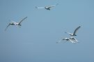 Löffler - Platalea leucorodia von michael mandt