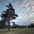 9595_6_7_8_9_heide_mahlstetten_Balanced