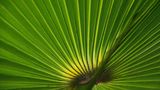 Palmenblatt von mich.nart14