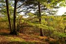 " En forêt " de Jean COLLETTE