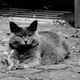 Chartreux_P1320586-FB