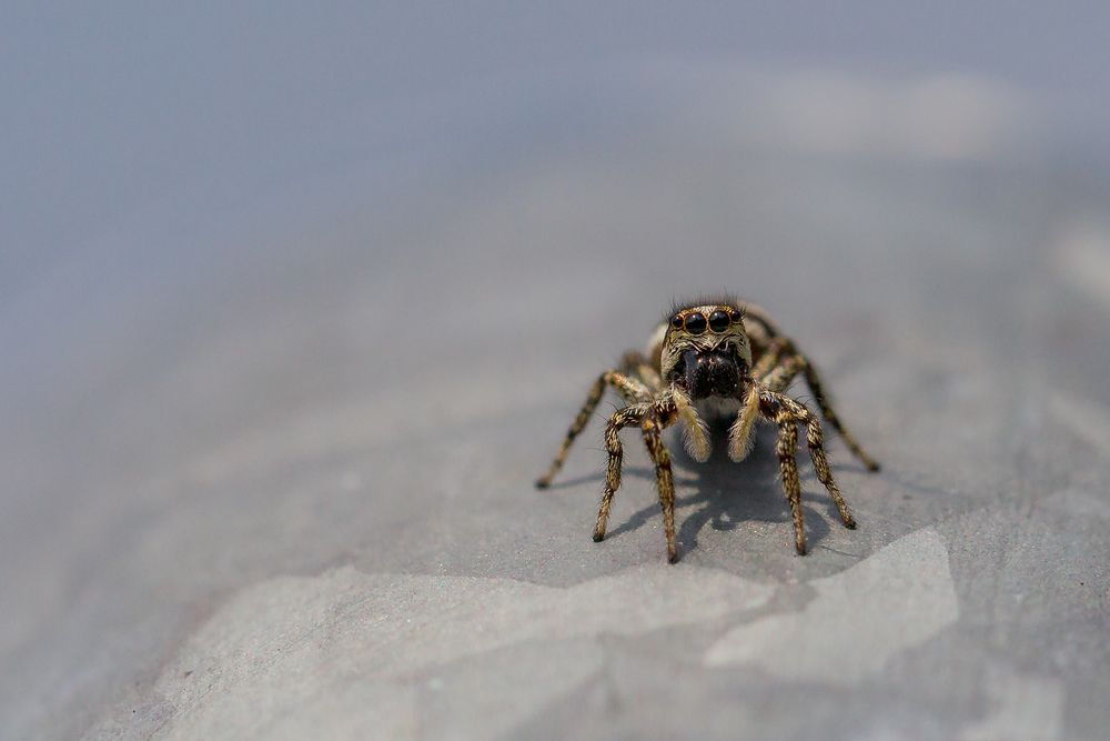 Zebraspringspinne von U. Hennig