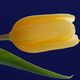gelbe Tulpenblte