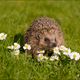 Igel