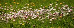 Gänseblümchen Pano von Hardy 66