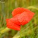 Mohn