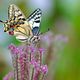 Schwalbenschwanz / machaon