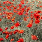 9716SB roter Mohn und blaue Kornblumen