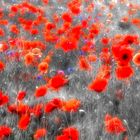 9716SB roter Mohn und blaue Kornblumen Weichzeichnung schwarz-weiss coloriert