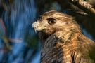 Red Shouldered Hawk by Daniela Friedrich