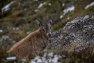 Ersten Herbst für den jungen Steinbock von Mani und Christin