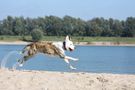 Sandläufer von Die Susi Sonnenschein 