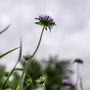 ... grow into the sky von Valentin Franck