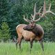 Wapiti 