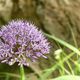 Alium