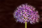 Purple Bulb by FMW51