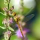 Libelle auf Blten Pflanze