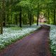 Waldweg zur Brlauch-Blte