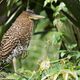 Junger Tiger Heron