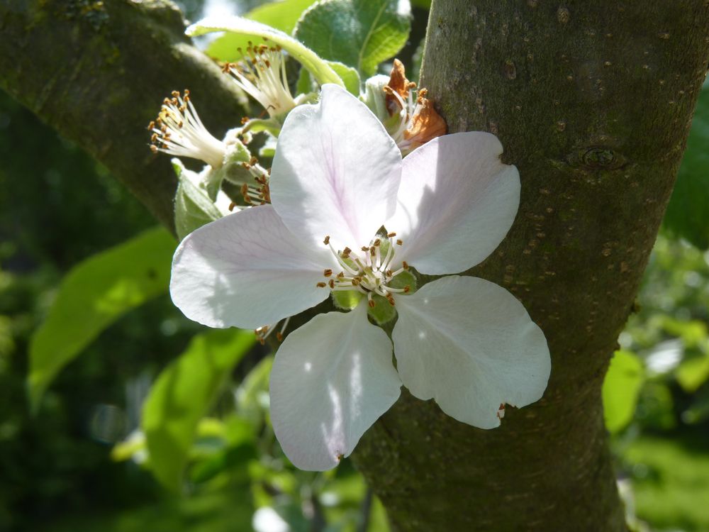 Die letzte Apfelblüte von Barbara Watterott 