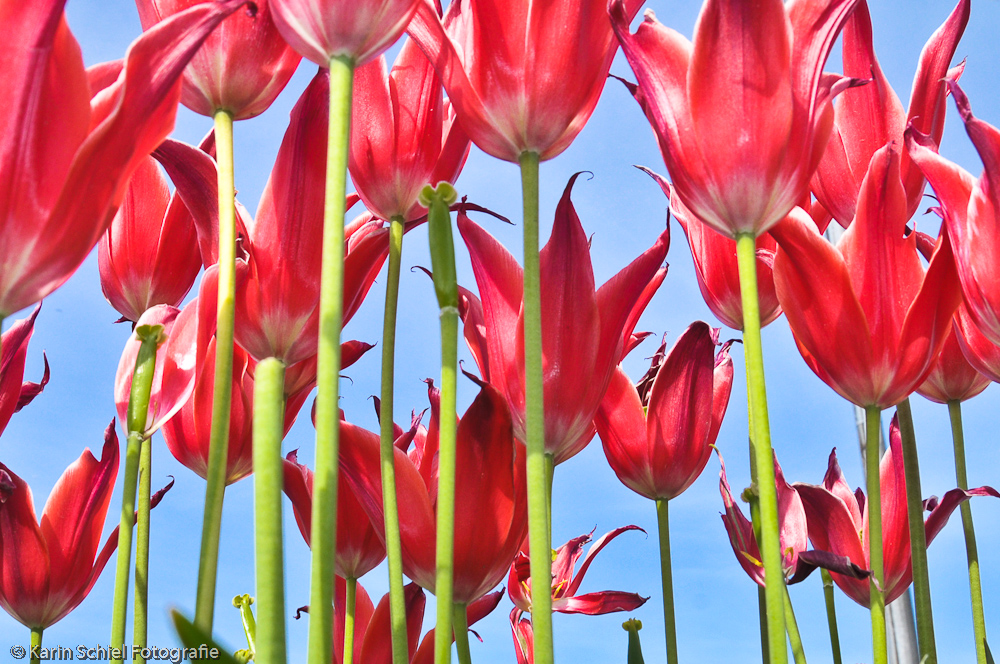 * &#9834; &#9835; Tulpen aus Amsterdam * &#9834; &#9835;