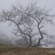 Baum am Albtrauf - Schwbische Alb