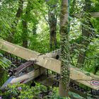 9875R Flugzeugabsturz im Wald bei Neandertal