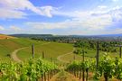 Weinberge im Mai von Nelli Mauch