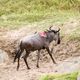 Gnus Mara River Crossing 4