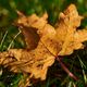 Herbstblatt