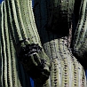 98x98 Kaktus I
