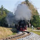 99 7243-1 Sternhaus Haferfeld (14.09.2016) #1