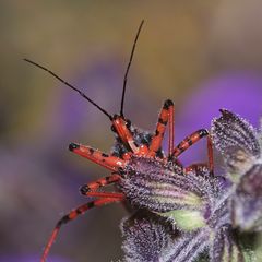 (9/9) Die Rote Mordwanze (Rhynocoris iracundus)