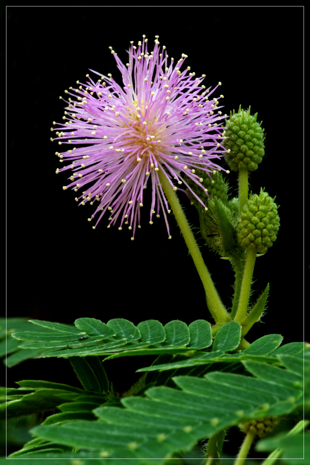 #99 Mimosa pudica