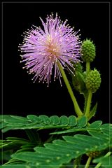 #99 Mimosa pudica