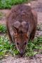 Wallaby_02 von RDK