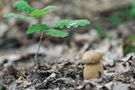 Boletus reticulatus by Milos Villaris