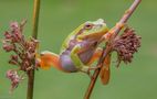 Europäischer Laubfrosch** by Claus Fisser 