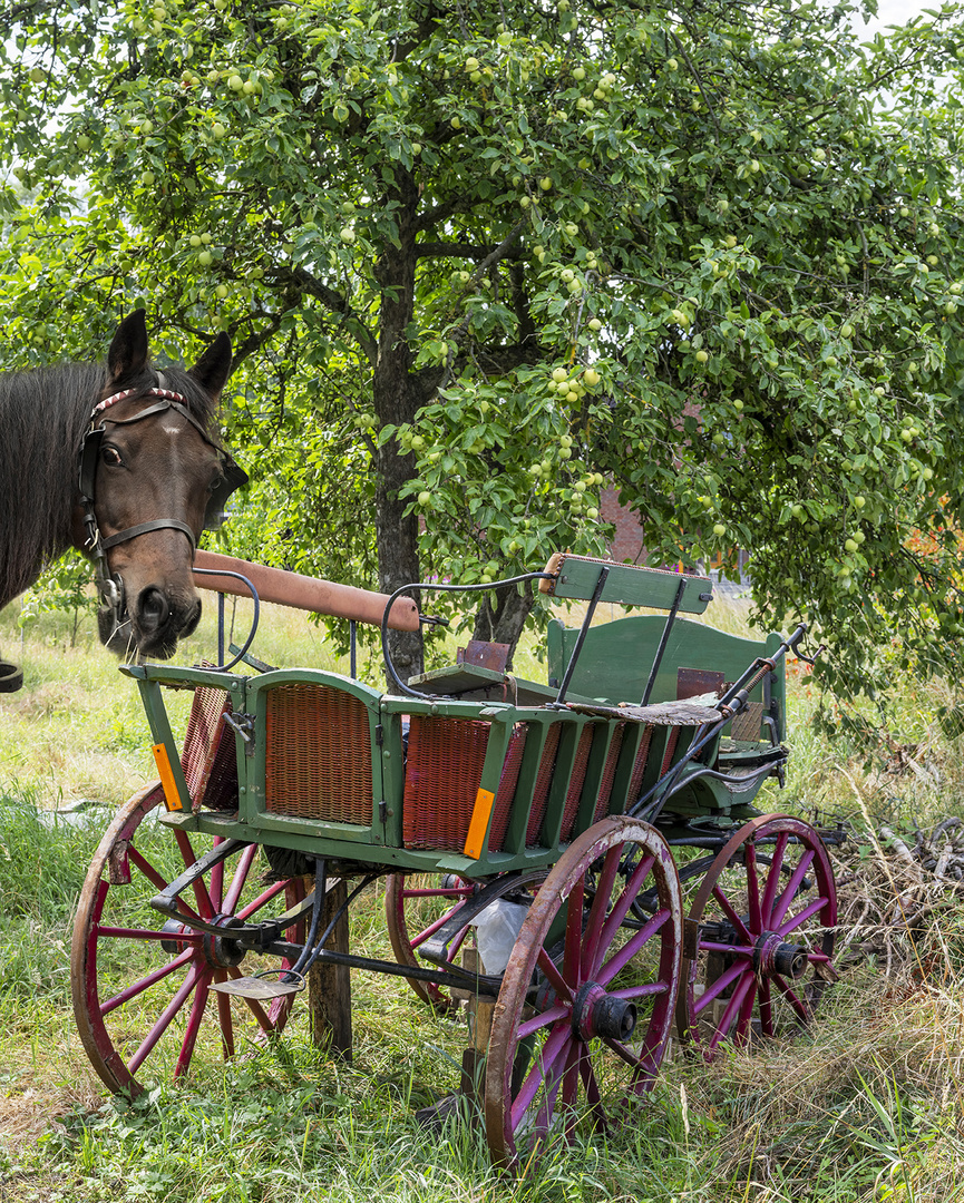 9935TZ Lost Place im Obstgarten für alte Pferdekutschen mit Pferd