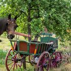 9935TZ Lost Place im Obstgarten für alte Pferdekutschen mit Pferd