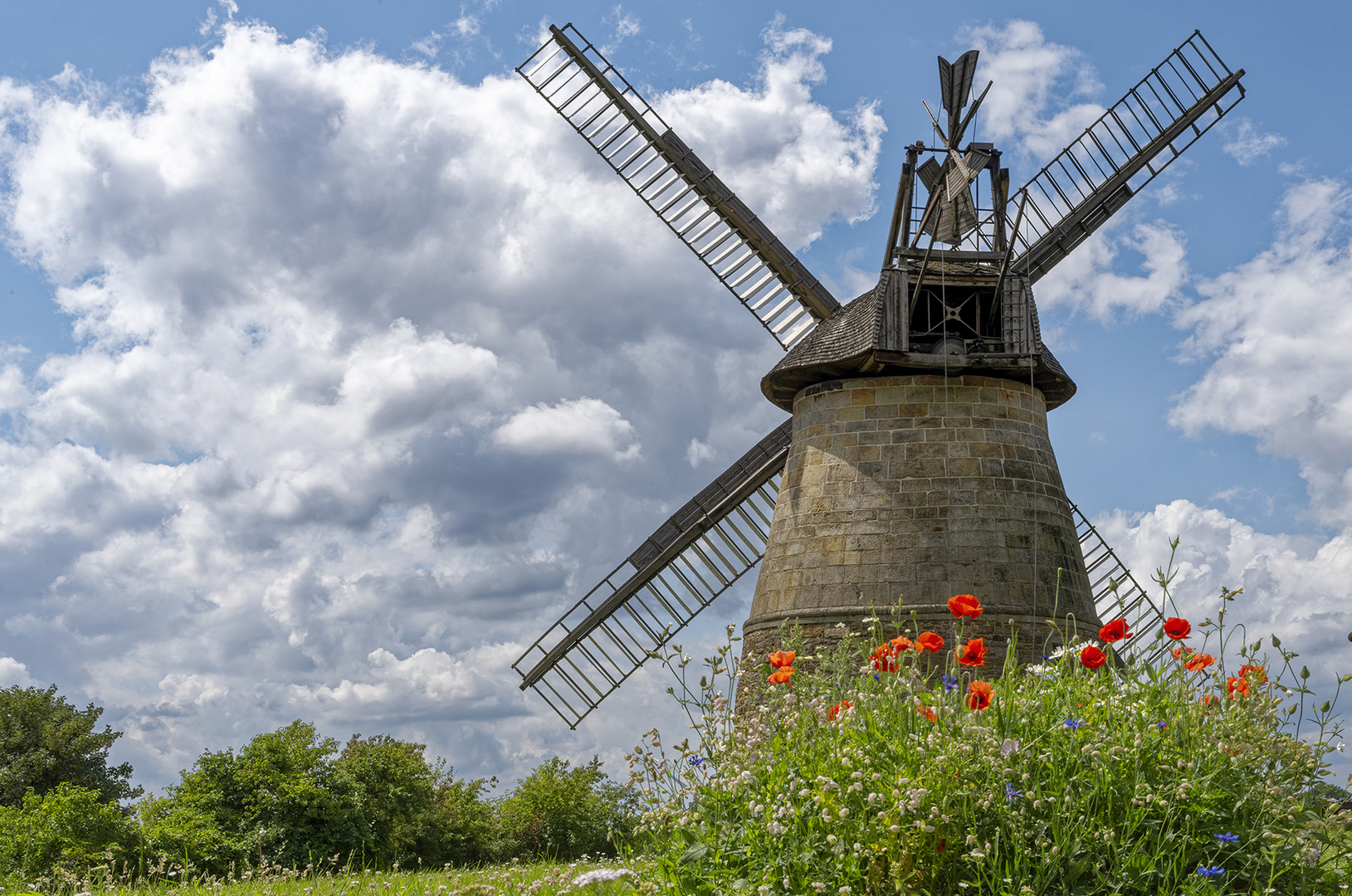 9936TZ Windmühle Eisbergen mit Mohnblumen