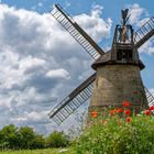 9936TZ Windmühle Eisbergen mit Mohnblumen